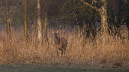 Red Deer in early morning