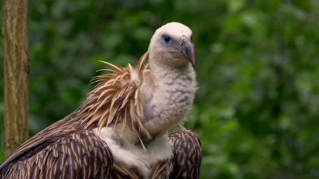 Himalayan griffon vulture 