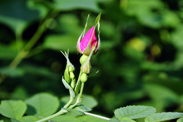 Rosehip twig with buds on bush, soft bokeh background
