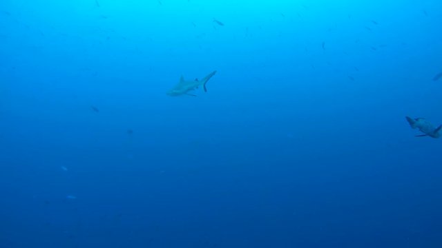 Grey reef shark  - Carcharhinus amblyrhynchos swim in the blue water, Indian Ocean, Maldives, Asia
