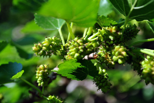 Black mulberry or blackberry green unripe berries on twig, dark green leaves background