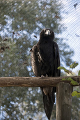 wedge tailed eagle