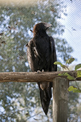 Obraz premium wedge tailed eagle