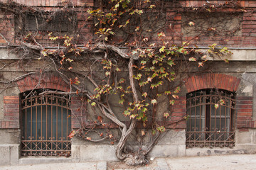 The building overgrown with ivy in Budapest