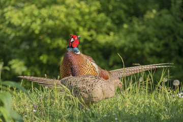 Female and male pheasant in a green surrounding outdoors