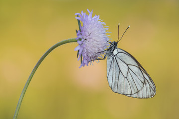 Black-veined white butterfly hanging on a flower