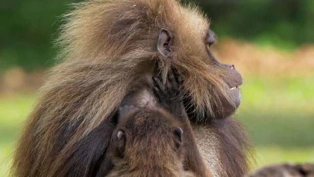 Gelada (Theropithecus gelada) grooming