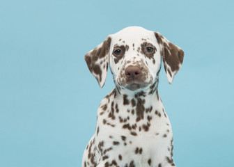 Brown spotted dalmatian puppy portrait on a blue background - obrazy, fototapety, plakaty