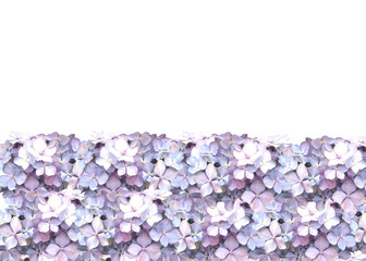 紫陽花のボーダー