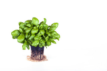 Basil on a white background