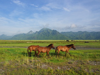 Horses in the field on the way to Pinatubo Volcano. Travel in Clark, Philippines in 2013, 21th July.