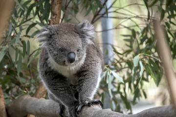 Fototapeta na wymiar an Australian koala
