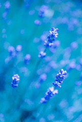 Beautiful violet wild lavender meadow backdrop. A field of purple lavandula herbs blooming in a french provence.