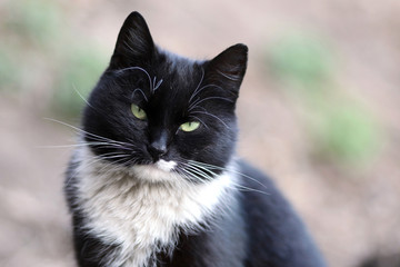 black cat with white collar