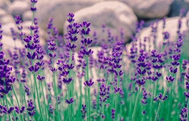 Beautiful violet wild lavender meadow backdrop. A field of purple lavandula herbs blooming in a...