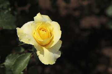 薔薇　ゴールデンメダイヨン　埼玉県　伊奈町　日本