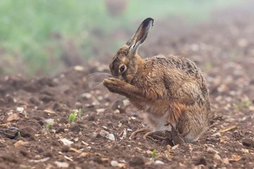 Wild brown hare having a morning wash 0126