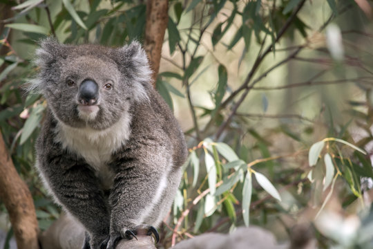 an Australian koala