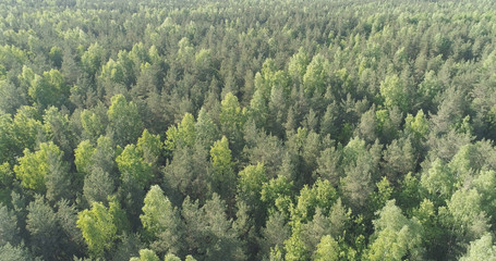 Aerial flight over mixed forest on a sunny summer day