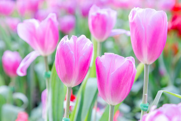 Tulip flower with green leaf background in tulip field at winter or spring day for postcard beauty decoration and agriculture concept design.