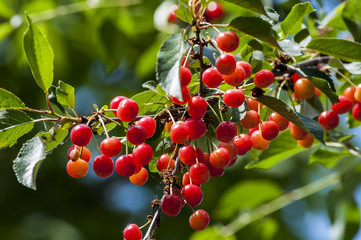 ветка красной шпанки, спелая красная ягода на дереве