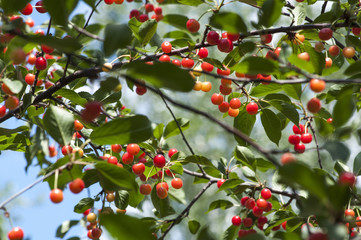 ветка красной шпанки, спелая красная ягода на дереве