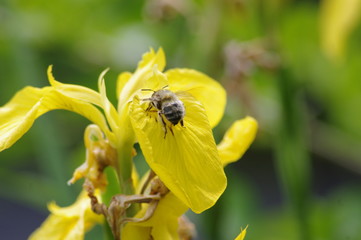 Abeille sur Iris