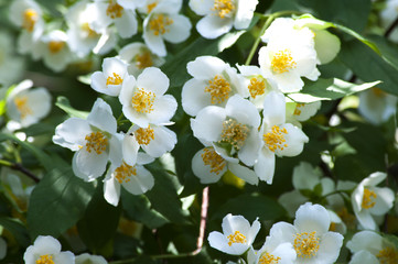 Fototapeta na wymiar белые цветущие цветы жасмина на дереве