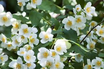 белые цветущие цветы жасмина на дереве
