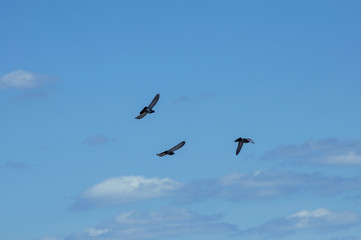 три голубя птицы летящих в синем небе