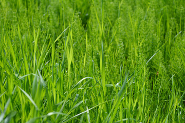Fototapeta premium Green grass and horsetail (Equisetum). Bright herbaceous background.