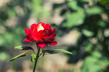 одинокая красная роза красавица