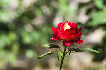 одинокая красная роза красавица