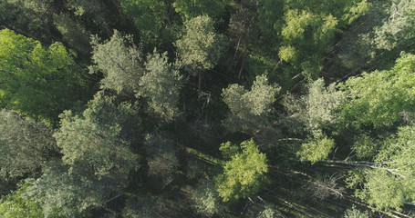 Aerial top view flight over mixed forest on a sunny summer day
