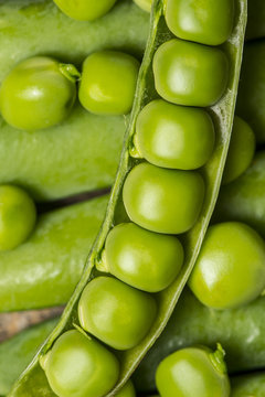 fresh green pea close up in the detail