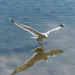 Obraz premium Seagull