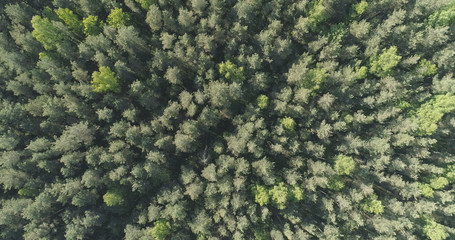 Aerial top view flight over mixed forest on a sunny summer day