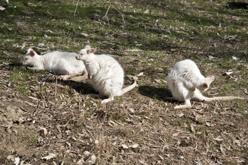 albino wallaby 3