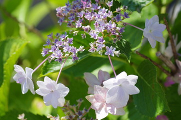 紫陽花 -スミダノハナビ-