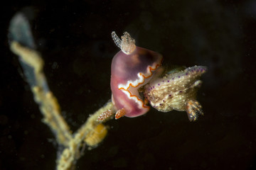 Nudibranch Goniobranchus sp. 39, NSSI. Picture was taken in Anilao, Philippines