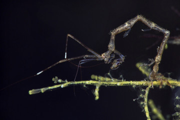 Skeleton Shrimp (Caprella sp.). Picture was taken in Anilao, Philippines
