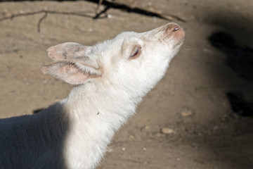 albino kangaroo