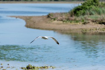 Seagull