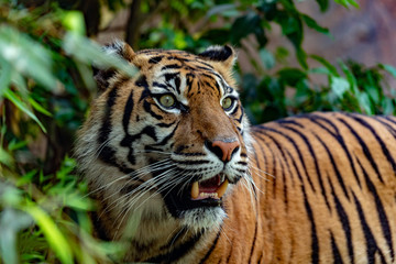 sumatra tiger portrait close up while looking at you
