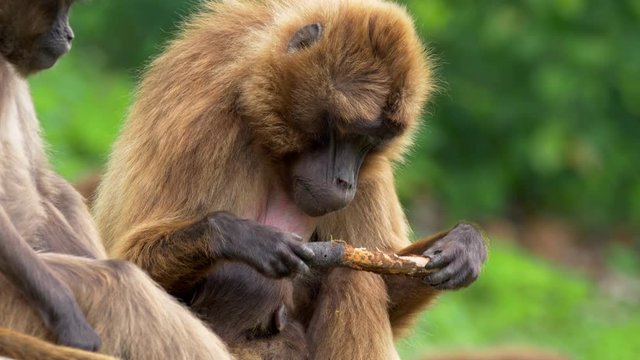 Gelada mother with baby