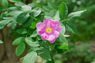 Branch of the dog-rose with pink flower closeup