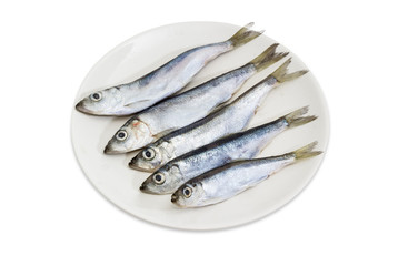 Defrosted baltic herring on the white dish