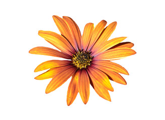 Kapk&ouml;rbchen Bl&uuml;te isoliert auf wei&szlig;em Hintergrund