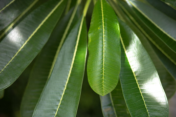 Plumeria green leaves.