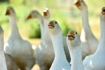 A flock of geese on the paschishche. Domestic bird.